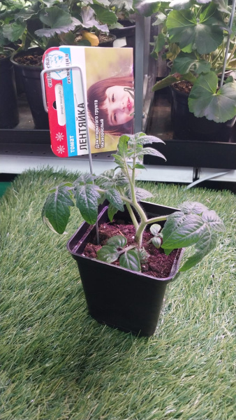 Садовый колышек Флажок для маркировки растений 22 см диаметр 2 мм металлический 30 шт Благодатное земледелие